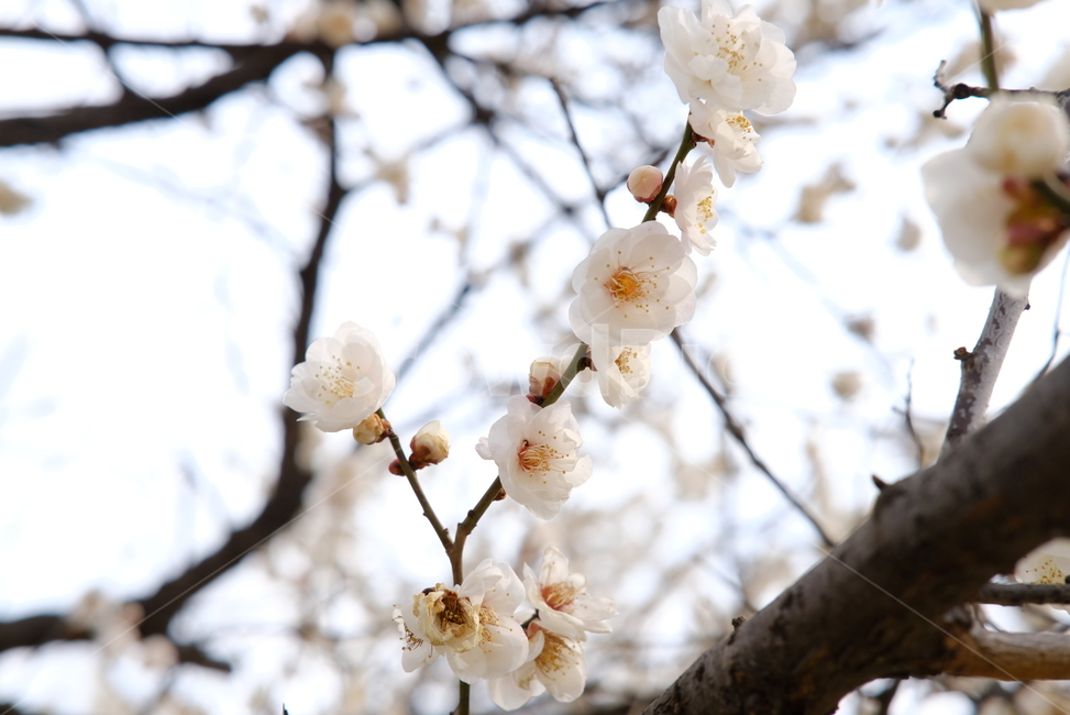 봄,봄꽃,꽃,매화,벚꽃,나들이,배경,배경화면,flower,flowers,spring,봄,계절,spring,season,plant,식물,blossom