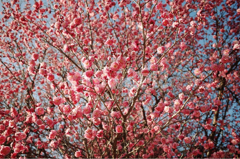 봄,자연,꽃,하늘,감성사진,봄,계절,spring,season,식물,자연,plants,nature,꽃,flower,plant,blossom