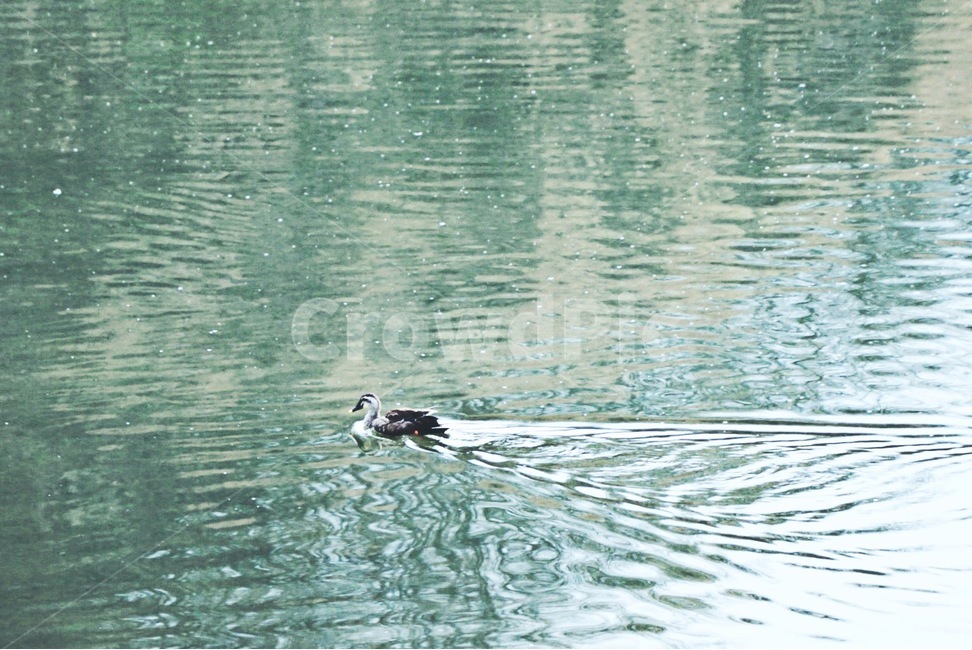 오리,물,봄,호수,감성,동물,animal,조류,새,birds,감성,sensible,feeling,휴식,힐링,rest,relaxation,healing