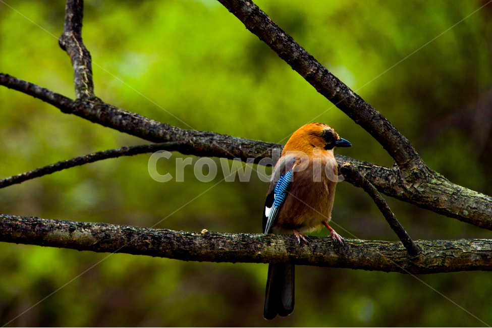 봄,새,까치,수목원,들,봄,계절,spring,season,동물,animal,조류,새,birds,jay,어치,bird