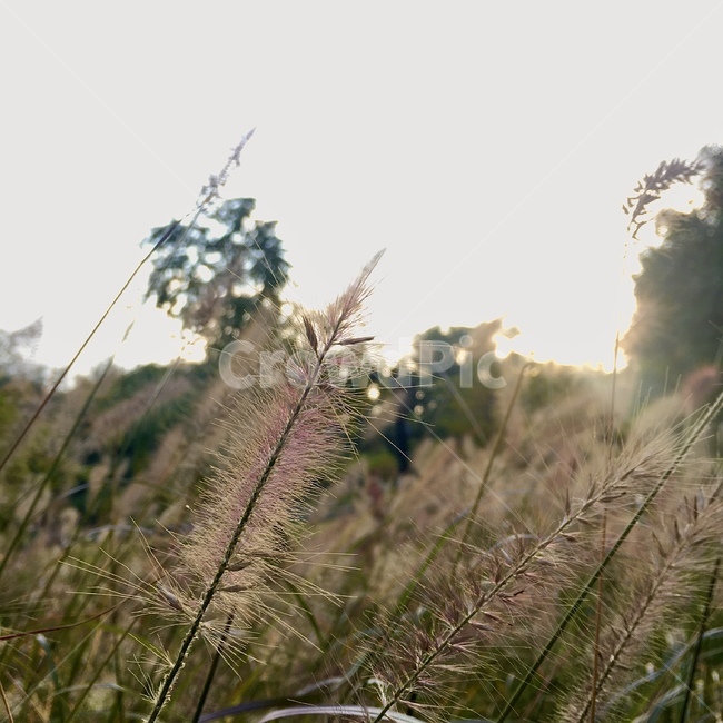 감성,분위기,풀,강아지풀,식물,노을,느낌,햇빛,grass,plant,감성사진,식물,자연,plants,nature