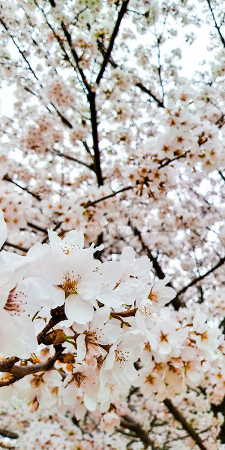벚꽃,봄,벚나무,꽃,나무,sakura,spring