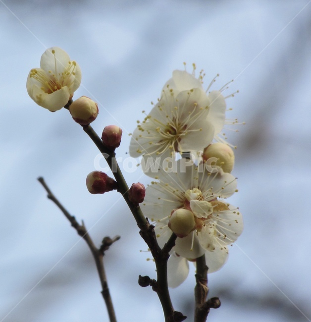 꽃,팝콘,꽃망울,꽃봉우리,매화꽃