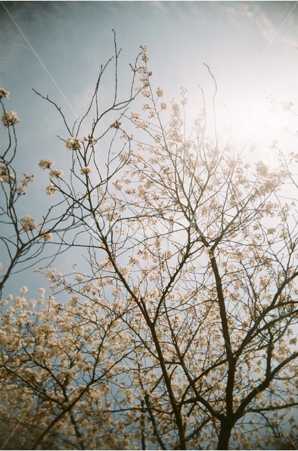 자연,식물,벚꽃,봄,햇살,벚나무,햇빛,하늘,해,벚,눈부심,식물,자연,plants,nature,꽃,flower
