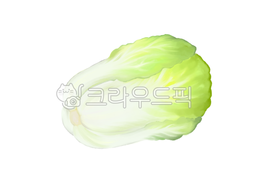 채소, 배추, 고냉지배추, vegetable, food, 사진,이미지,일러스트,캘리그라피 - 소 반작가