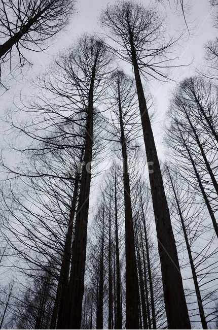 tree,나무,plant,식물,silhouette,실루엣,나뭇가지,branch