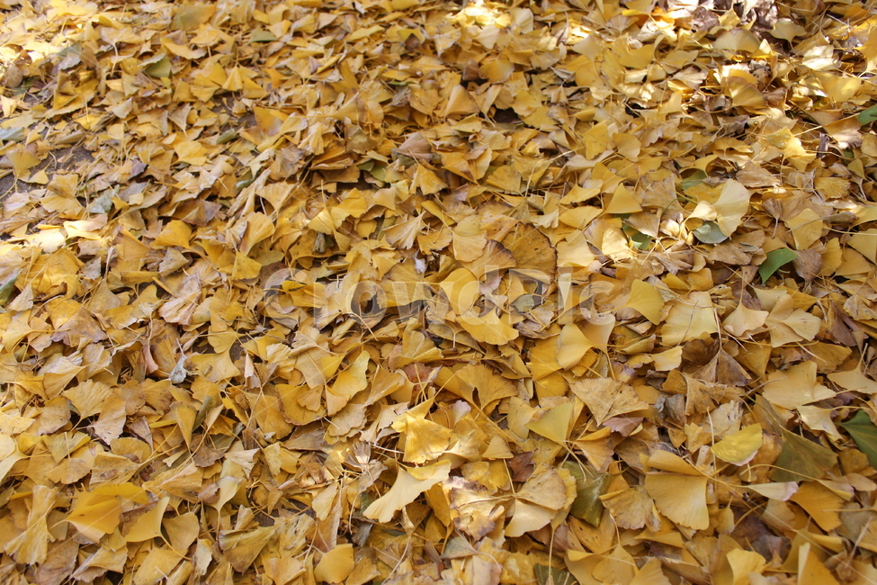 가을,가을풍경,단풍,은행,나뭇잎,가을,계절,fall,autumn,season,ground,바닥,plant,식물,leaf,잎