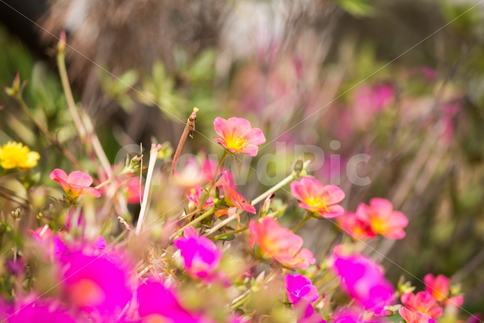 꽃,풍경,화단,여름,거리,식물,자연,plants,nature,꽃,flower