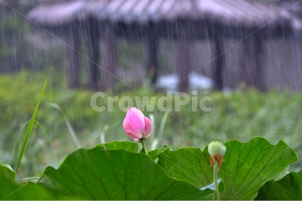연,연꽃,꽃,정자,연꽃잎,식물,자연,plants,nature,꽃,flower,비,비오는날,rain,rainy