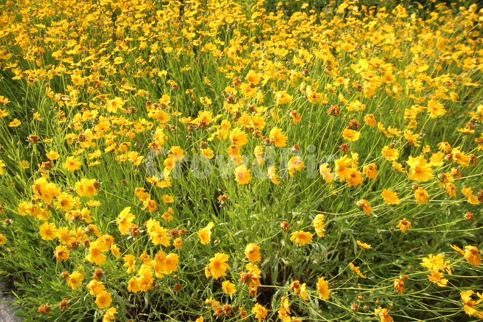 꽃,자연,플라워,노란꽃,노란색,계절,식물,자연,plants,nature,꽃,flower