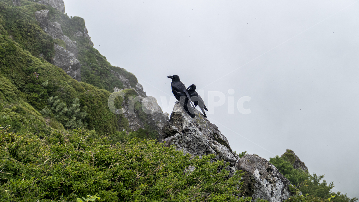 까마귀,까마귀들,야생동물,새,crow,산속,숲속,날짐승