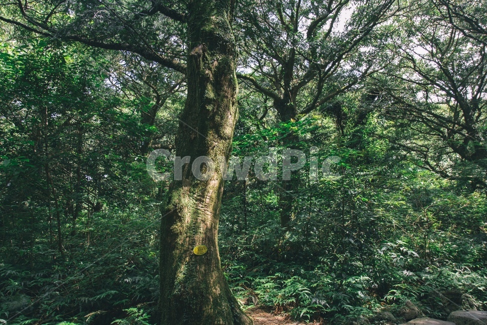 비자림,제주도,나무,풀,피톤치드,자연,풍경,nature,landscape,tree,plant,식물,tree trunk,나무 줄기