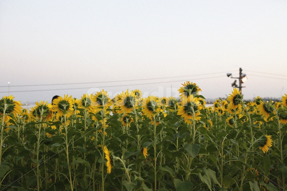 해바라기,해질녘,일몰,가을꽃,노을,해바라기밭,꽃,가을나들이,나들이,감성사진,sunflower,plant,식물,자연,plants,nature,꽃,flower