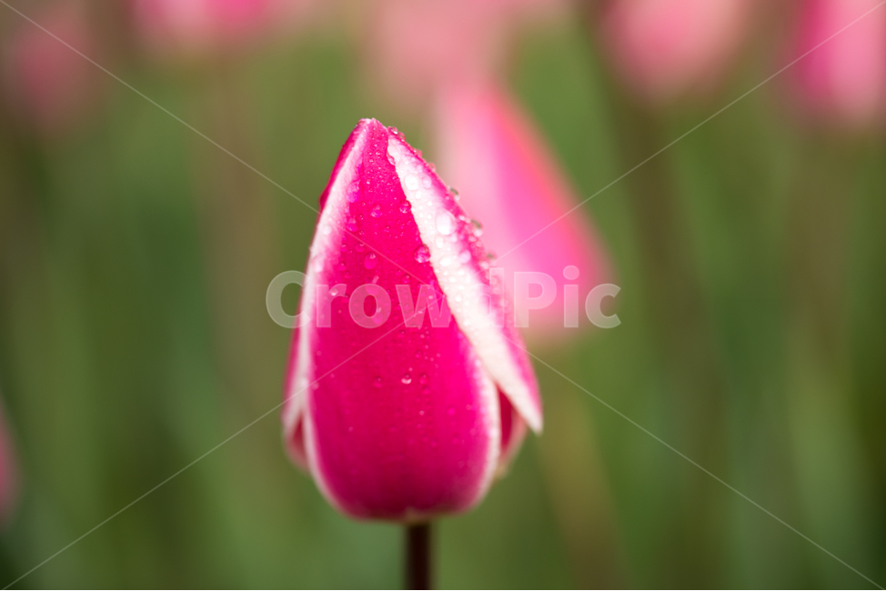 튤립,꽃,봄,봄꽃,식물,야외,실외,도심공원,봄,계절,spring,season,식물,자연,plants,nature,꽃,flower,plant,blossom