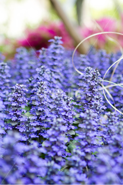 꽃,자연,식물,flower,purple,보라,식물,자연,plants,nature,꽃,flower
