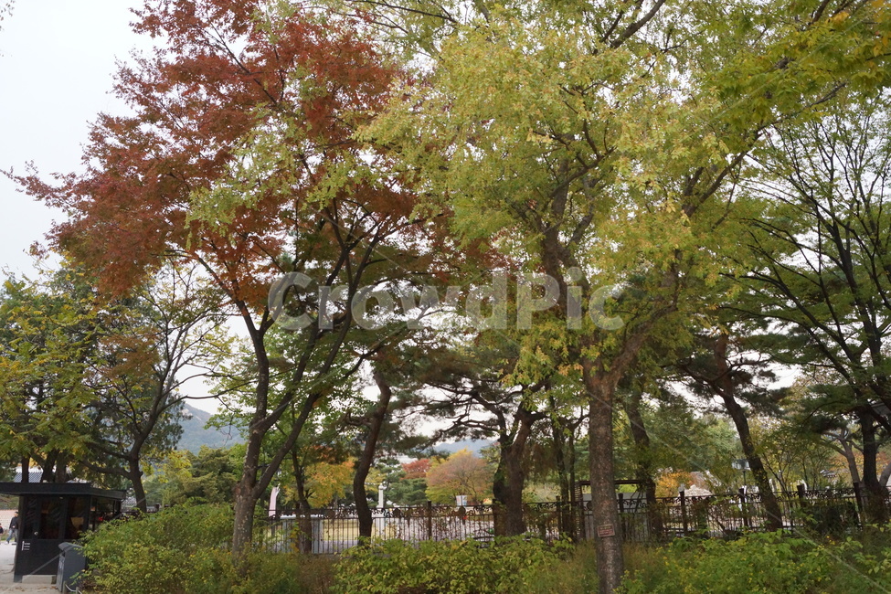 tree,나무,식물,treetrunk,단풍,가을,나무줄기