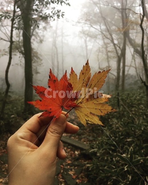 단풍,한라산,미스트,안개,안개와단풍,한라산의가을,plant,식물,leaf,잎,tree,나무,person,사람,human,인간,가을,계절,fall,autumn,season
