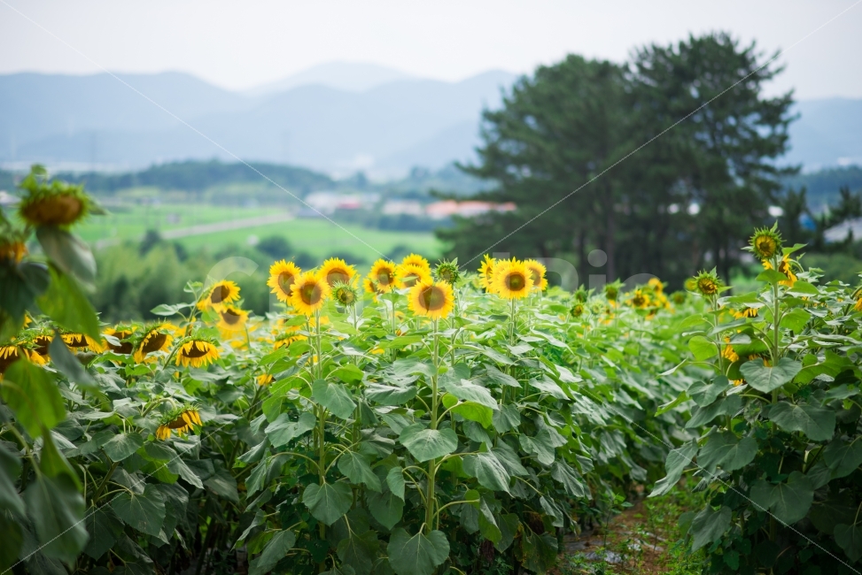 Sunflower Festival,Gangju Village,sight,sunflower