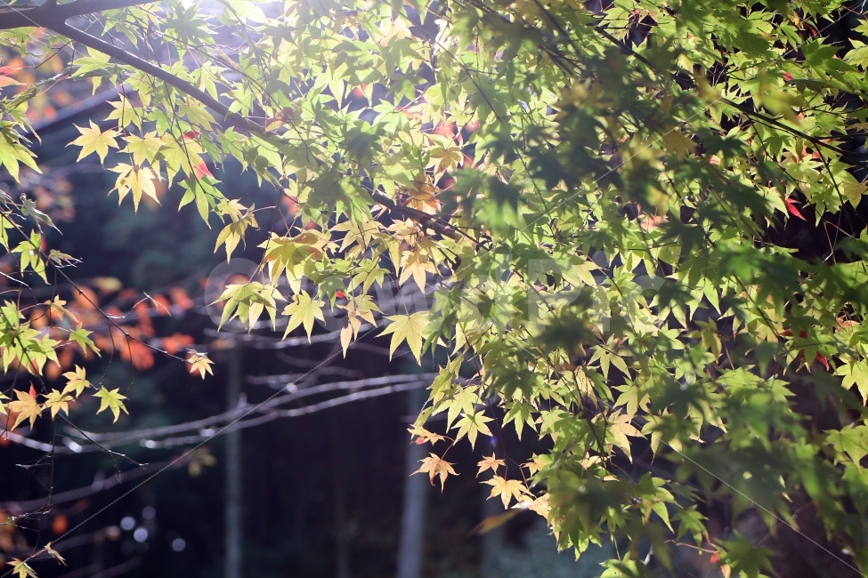 가을,오후햇살,오후,자연,풍경,단풍잎,단풍나무,계절,산책,햇살,햇빛,역광,여행,산길,등산,가을,계절,fall,autumn,season,식물,자연,plants,nature,휴식,힐링,rest,relaxation,healing,leaf,잎,plant,tree,나무