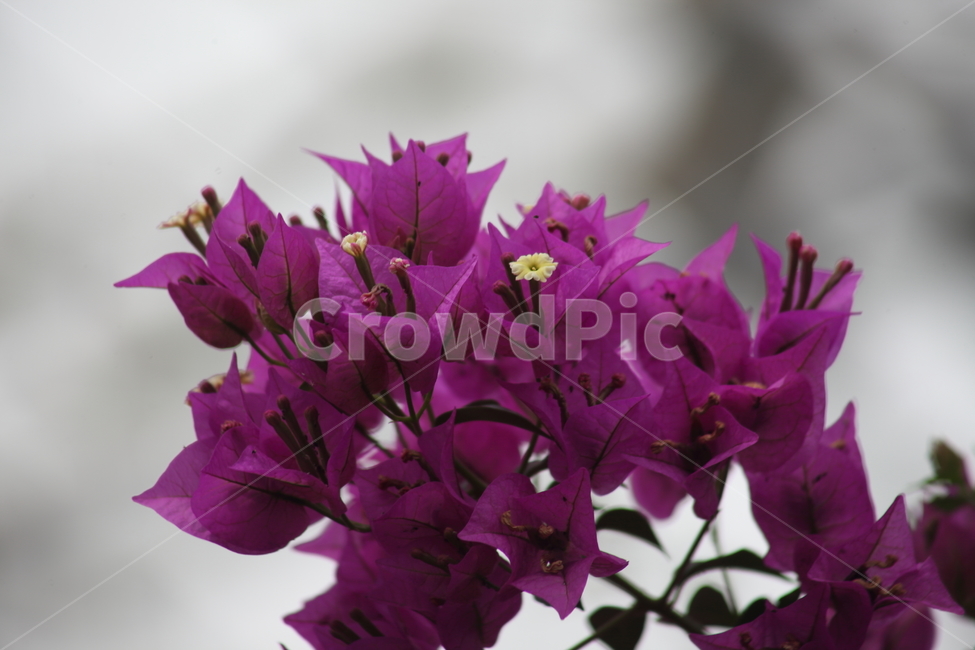 부겐베리아,부겐벨리아,꽃,bougainvillea,paperflower