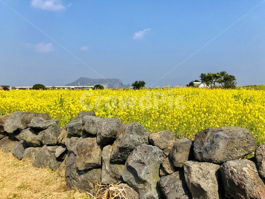 제주돌담,제주유채꽃,제주도,성산일출봉,유채꽃,꽃밭,꽃,밭,자연,농촌,유채밭,들,한국자연,제주자연,노란꽃,봄
