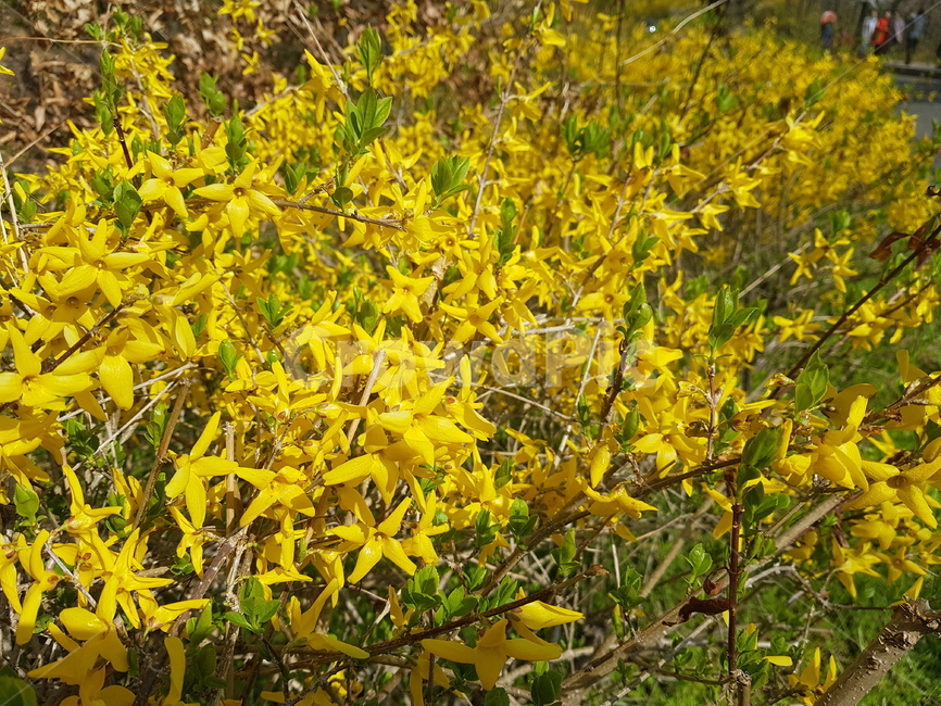 꽃,봄,자연,조화,개나리,flower
