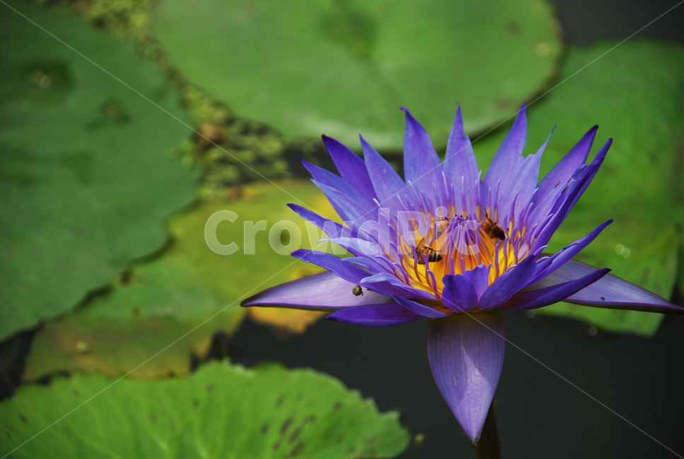 꽃,연꽃,보라색꽃,pond,flower