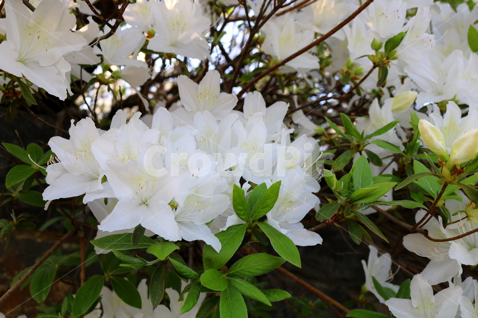 꽃,철쭉,철쭉꽃,진달래,식물,나무,흰꽃,자연,봄,식물,자연,plants,nature,꽃,flower