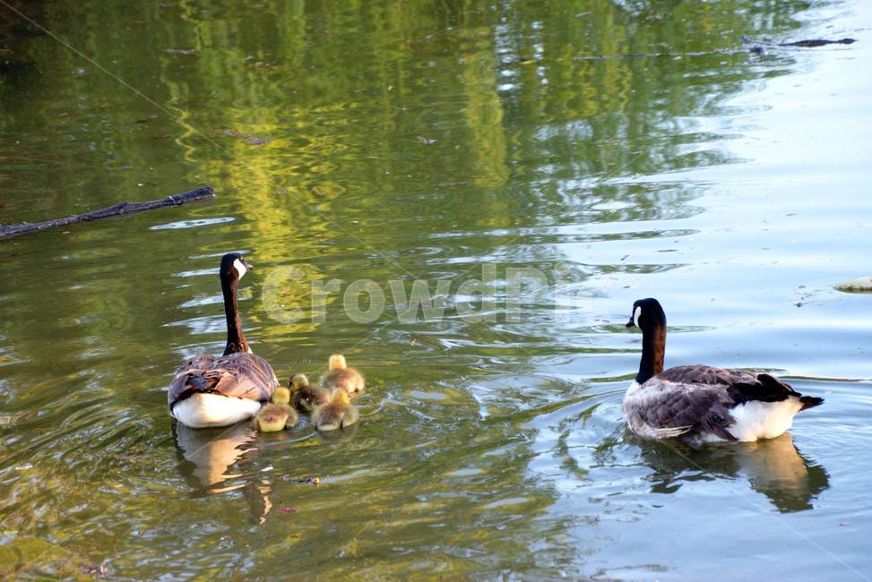 goosefamily,family,together,gurad,parenthood,goosecubs,peace,love,가족,평화,함께,호수,자유,freedom,water,사랑,희생,sacrifice,dedication,헌신,동물,animal,조류,새,birds