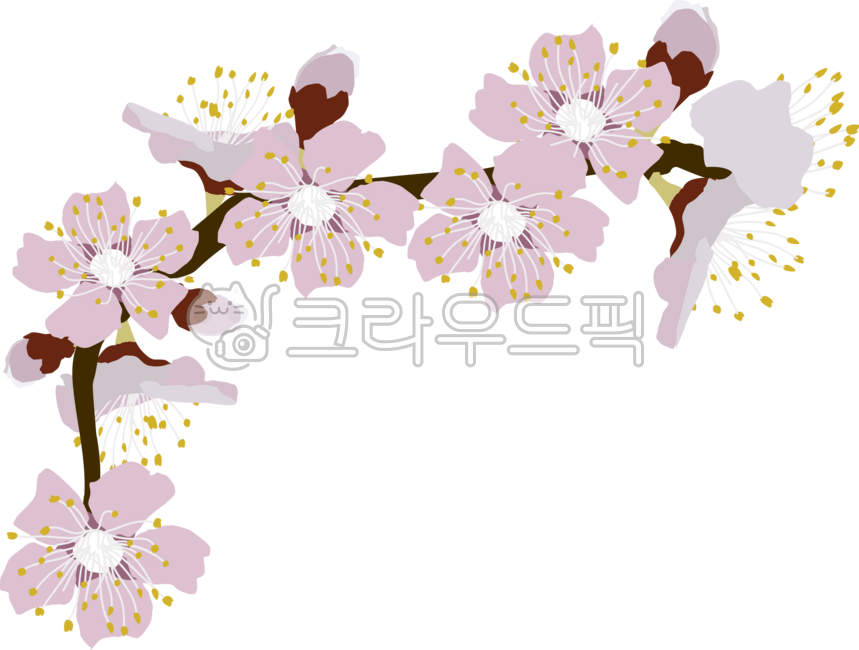 매화꽃,매화,꽃,flower,식물,꽃잎,꽃술,매화가지,매화꽃일러스트,봄,계절,자연,spring,봄꽃,매화꽃틀,매화꽃테두리,매화꽃프레임,꽃테두리,매화프레임,매화테두리
