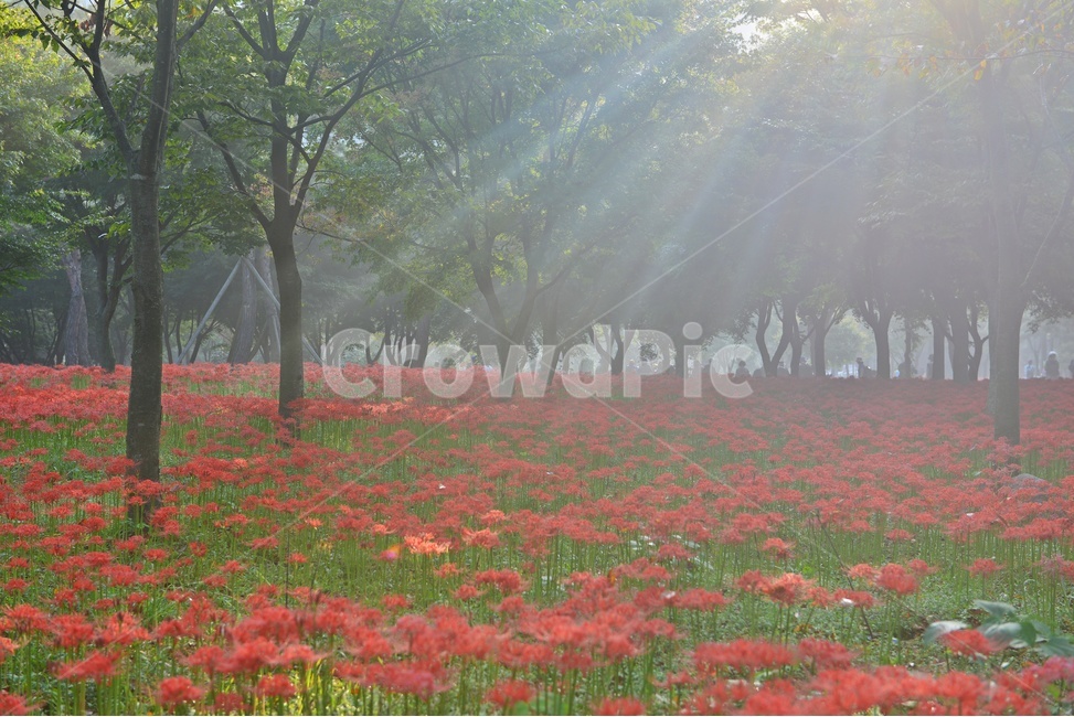 nature,자연,outdoors,옥외,plant,식물,tree,나무,경치,경관,풍경,영광,불갑사,꽃무릇,상사화축제,축제,아침,안경,빛,안개,빛내림