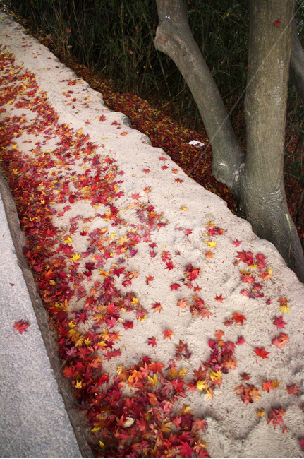 가을,fall,식물,plant,단풍,잎,낙엽,가을,계절,fall,autumn,season,flower,꽃,blossom,petal,꽃잎