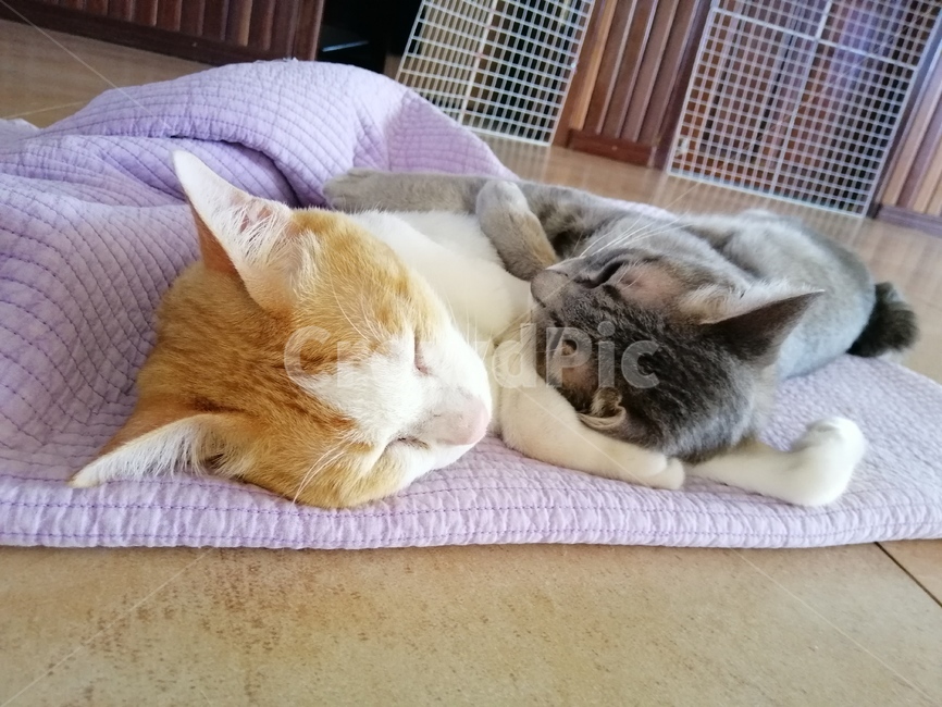 고양이,동물,cat,kitten,반려묘
