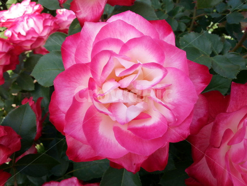plant,식물,blossom,꽃,rose,장미,flower