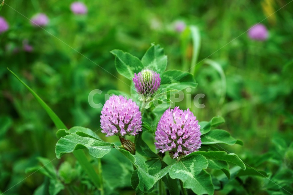 토끼풀,붉은토끼풀,귀화식물,풀,클로버,crimsonclover,grass,green,nature,plant,redclover,trifolium