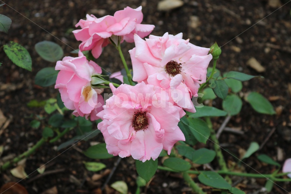 장미,꽃,식물,분홍,자연,초록,rose,bara,flower,hana,plants,shokubutsu,pink,pinku,nature,green,midori,식물,자연,plants,nature,꽃,flower