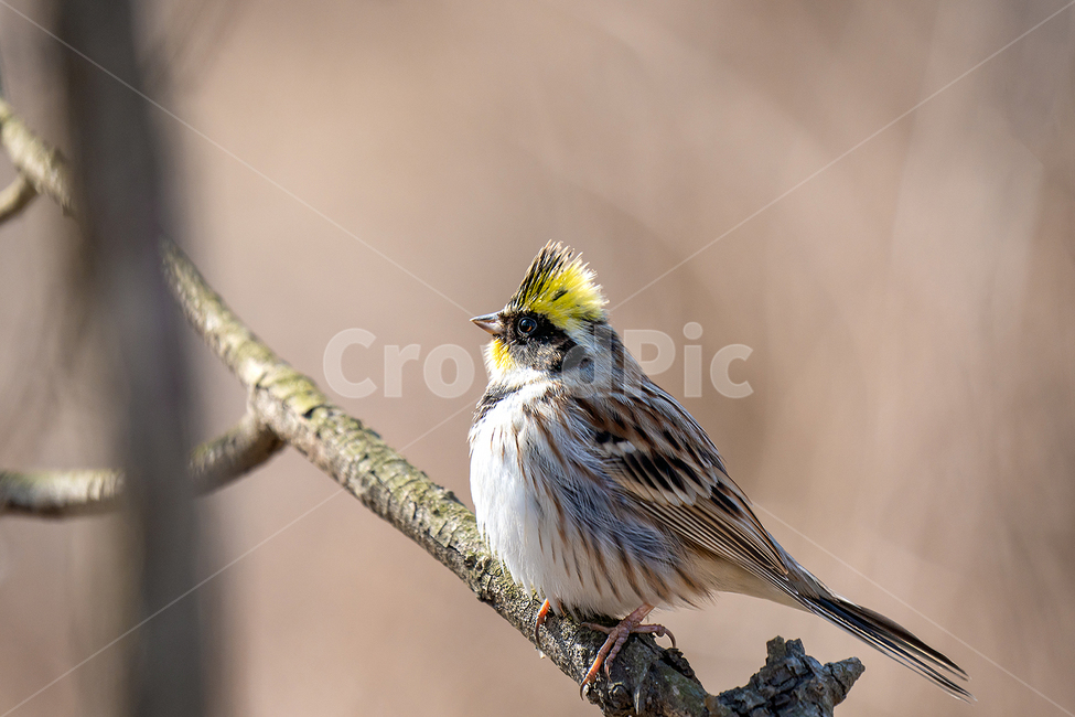 노랑턱멧새,멧새과,새,산새,텃새,동물,animal,조류,새,birds
