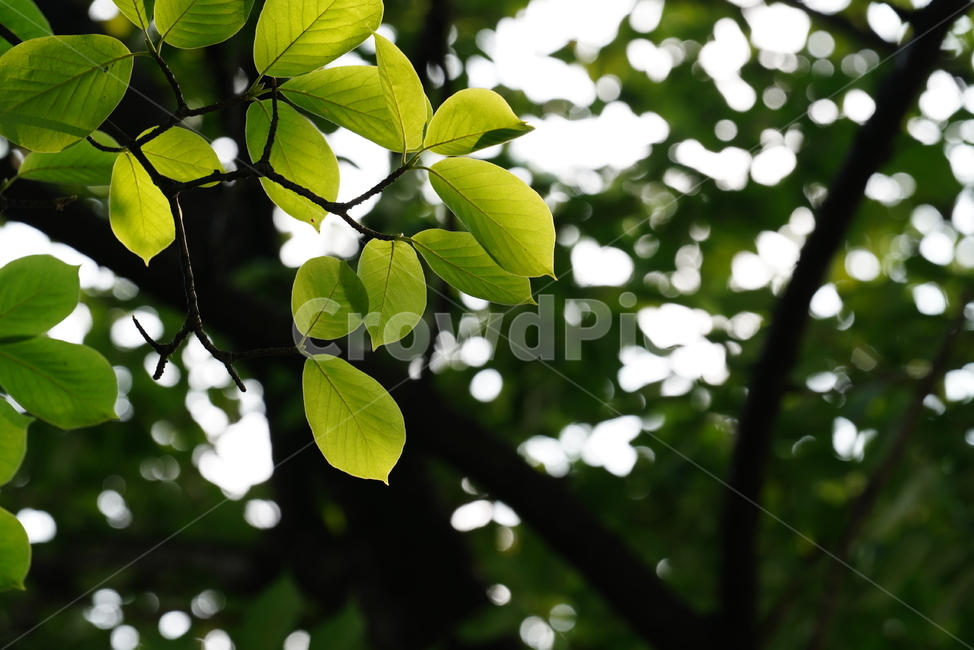 식물,생명,생물,녹색,green,leaf,잎,plant,식물,자연,plants,nature