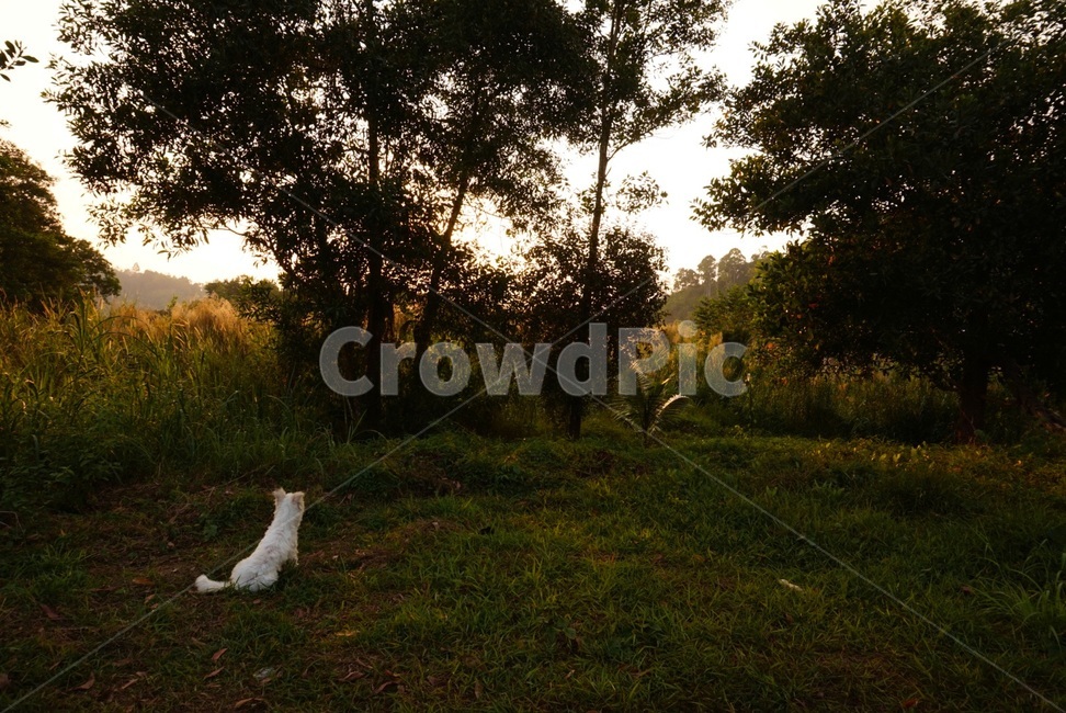 nature,자연,tree,grass,dog,animal,개,동물,나무