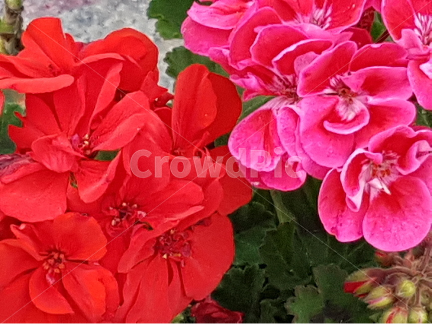 제라늄,정열,플라멩고,붉은제라늄,집시,식물,자연,plants,nature,꽃,flower