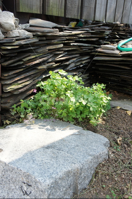 디딤돌,클로버,나무판,돌판,흙,astepstone,aclover,awoodenboard,stoneplate,soil,식물,자연,plants,nature