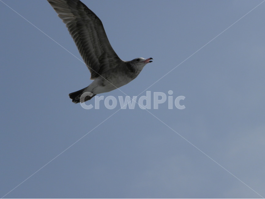 갈매기,seagull,gull,seamew,mew,동물,animal,조류,새,birds