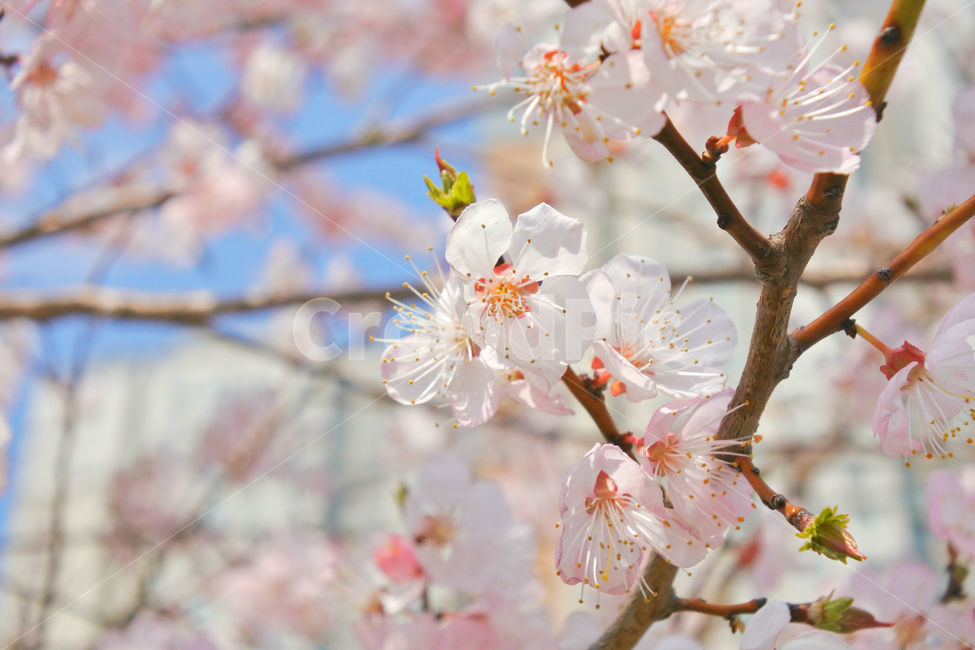 봄,꽃,감성사진,살구,살구꽃,연분홍,분홍,색감,자연,sky,pink,flower,봄,계절,spring,season,식물,자연,plants,nature,꽃,flower,plant