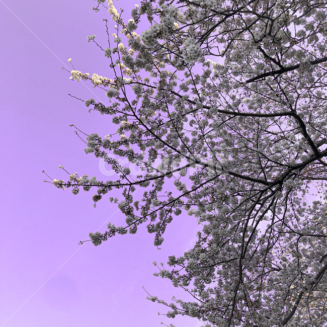 봄,봄꽃,꽃,벚꽃,하늘,노을,flower,spring,cherryblossom,식물,sunset,primavera,flordecerezo,flor,plant,tree