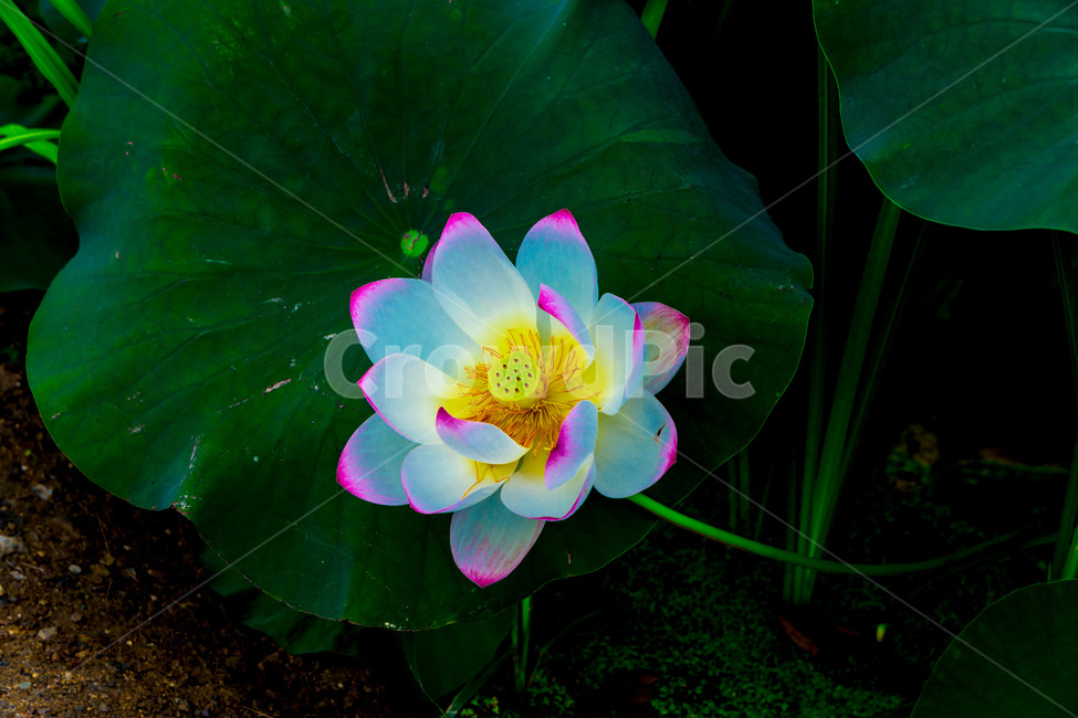 연꽃,연잎,문양,무늬,습지,식물,자연,plants,nature,꽃,flower