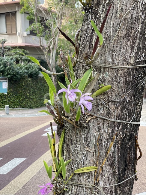 asphalt,아스팔트,식물,plant,도로,road,flower,tree,꽃,난초,잎