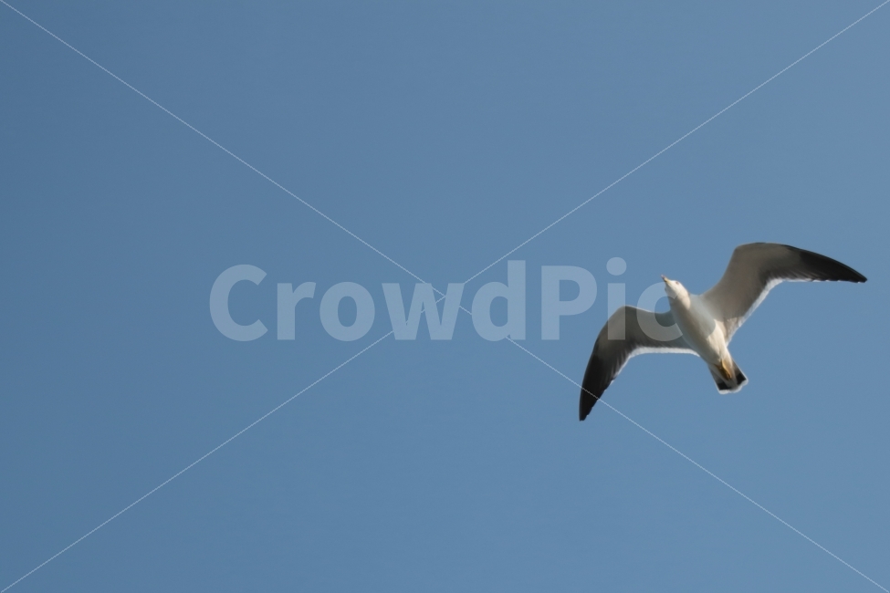 갈매기,하늘,공중,비행,동물,새,조류,하늘풍경,풍경,gull,동물,animal,조류,새,birds