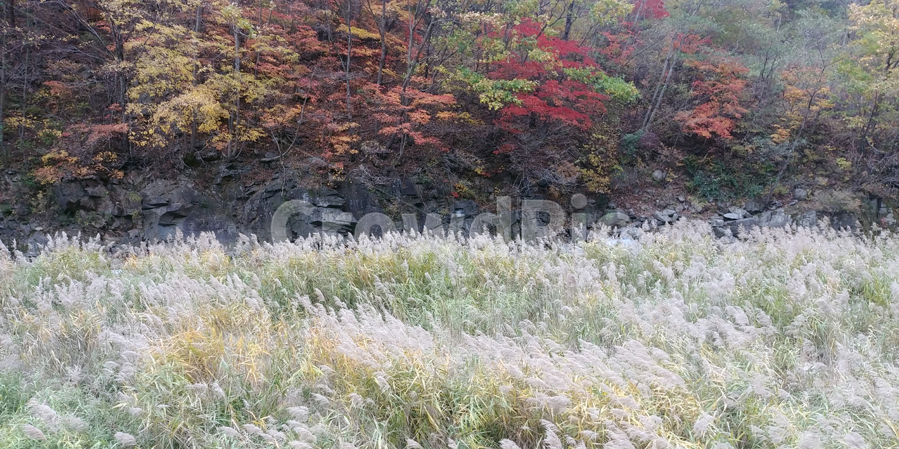 억새,갈대,단풍,가을,시내,물,나무,plant,tree,water,빨간색,노란색,노랑,빨강,울긋불긋