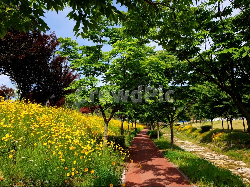 금계국,노랑,풍경,봄,꽃,나무,자연,풍경,nature,landscape,식물,plants,꽃,flower,나무,trees,wood,outdoors,옥외