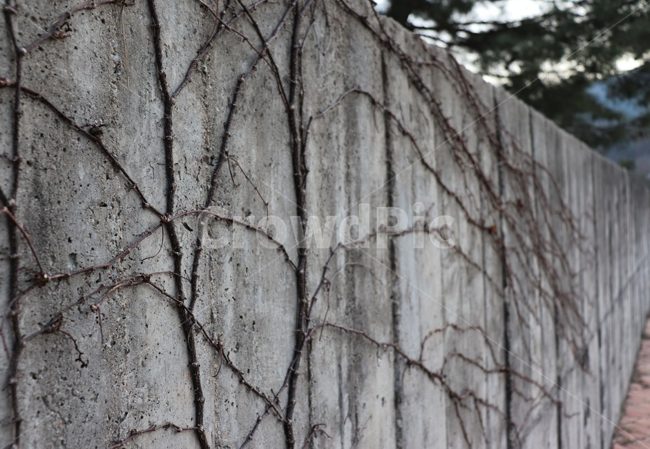넝쿨,담벼락,돌,배경,산책,건축물,건물외관,exterior,building,structure,architecture,construction